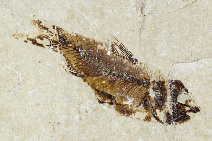 Bargain, Cretaceous Fossil Fish - Lebanon #111682